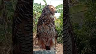 Si Catrine owl burunghantu strix [upl. by Waly]