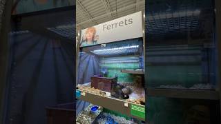 Ferrets small pet Mustela furo quarantine 14 days hobs jill mustelids rabies vaccination [upl. by Norrehc]