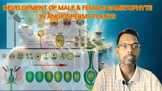 DEVELOPMENT OF MALE amp FEMALE GAMETOPHYTESEXUAL REPRODUCTION IN FLOWERING PLANTS CLASS 12 [upl. by Eivlys61]