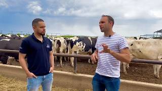 450 COWS IN COMPOST BARN AND DRY LOT IN ARGENTINA [upl. by Aihsital282]