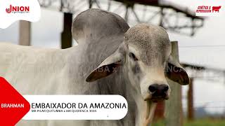 EMBAIXADOR DA AMAZONIA [upl. by Nylitsirk]