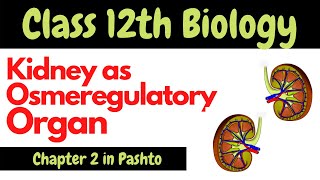 Kidney as osmoregulatory organ  12th Biology  Pashto  Home of biology [upl. by Erinn]