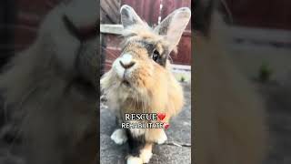 Rabbit is rescued from a neglectful past and has an incredible journey [upl. by Omari87]