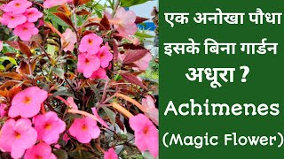 Achimenes PlantAchimenes Flowers Plant Careएक अनोखा पौधा जो हजारों पौधे तैयार करता है [upl. by Ecnerrot686]