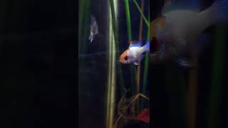 Blue ram veil tail cichlid ramírez fish [upl. by Laeahcim]