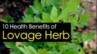 10 Best Lovage Herb Health Benefits [upl. by Lleunamme]