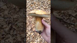 Crni Vrganj  Boletus aereus 🍄👍 [upl. by Lewert]