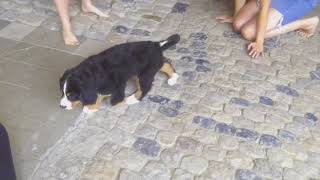 Vino unser Berner Sennenhund [upl. by Beltran673]