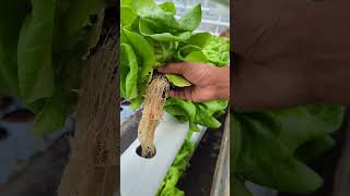 Butterhead Hydroponic Lettuce  Smart Agri  Sri Lanka 0769808008 [upl. by Willin52]