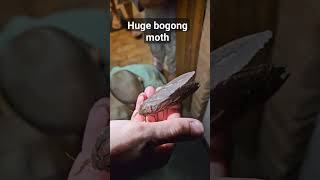 Huge bogong moth easter farmlife australia wildlife moth bogongmoth [upl. by Eamaj294]