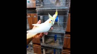 Cockatoos meet each other in pet store  white cockatoo video pet cockatoo video  Our Planet [upl. by Benetta]