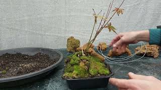 Free and instant bonsai not [upl. by Drucill825]