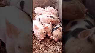 piggery pig piglets [upl. by Fletcher612]