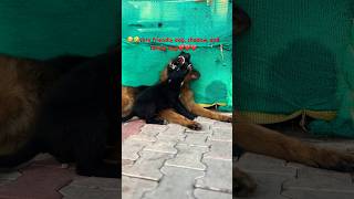 😡Street dog vs German Shepherd😡dog dogowner fun love viralreels viralshorts comedy funny [upl. by Thurstan]