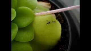 Insect struggling to set itself free from Pinguicula Butterworts trap [upl. by Haodnanehs68]