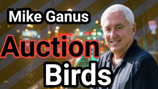 Mike Ganus family loft Present his super birds for Auction  Mike Ganus  Racing pigeons [upl. by Jona990]