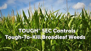 TOUGH® 5EC Herbicide  Belchim USA Crop Protection [upl. by Sansone]