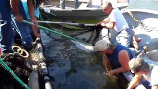 Columbia River Tribal Salmon Harvest [upl. by Aredna]