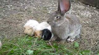 Kaninchen Hasen Meerschweinchen Riesenschecken Deutsche Riesen am Ferienhof Sturmgut [upl. by Ettebab]