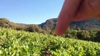 Uva Cinsault o Samson en Minervoi [upl. by Amias]