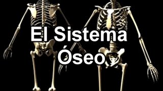 El Sistema Óseo  Documental de Biología [upl. by Bowman]