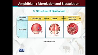 Amphibian embryology Morulation and Blastulation  Principles of Animal LifeI  ZOO514TTopic170 [upl. by Corb]