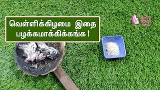 வெள்ளிக்கிழமை இதை பழக்கமாக்கிக்கங்க Sambrani benefits for home  Sambrani poduvathu eppadi [upl. by Annaihr]