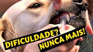 Como dar remédio para cachorros Comprimido e Liquida quando eles não aceitam [upl. by Yssirhc929]