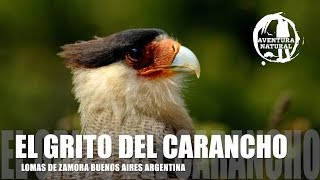 El Grito del Carancho  Caracara plancus [upl. by Chester895]