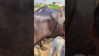 gujarat ki buffalo 🐃 buffalodairyfarm business buffalo comedy shortfeed [upl. by Reiners642]