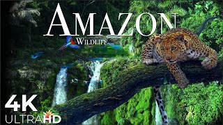 AMAZON Wildlife 4K • Rainforest Relaxation Film  Nature Video UltraHD [upl. by Aksoyn469]