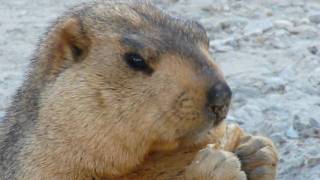 Himalayan Marmot 3mp4 [upl. by Acsecnarf]