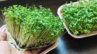 How to grow mustard at home  Mustard microgreensSunGardenSHORT [upl. by Quinby]