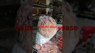 🇧🇩❤️Almond gaditano fimale ❤️🇧🇩viralvideo pigeon kabutor bird video [upl. by Adnilrem]