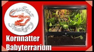 Art und Einrichtung eines idealen AufzuchtTerrariums für Kornnatter Babys  Jungtiere [upl. by Doll]