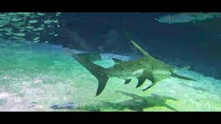 Atlanta Aquarium Hammerhead shark [upl. by Meelak]