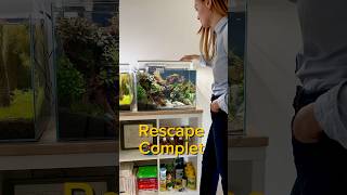 Rescape complet aquarium aquascape aquascaping fishtank fish fishkeeping [upl. by Eedak]