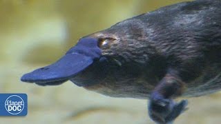 Duckbill Platypus  Australia [upl. by Silera]