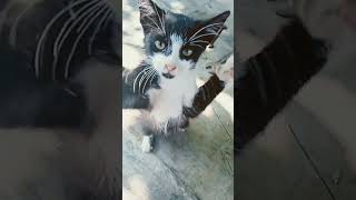 Én egy vörös kis fos vagyok cute kitten cat cutecat [upl. by Tenrag]