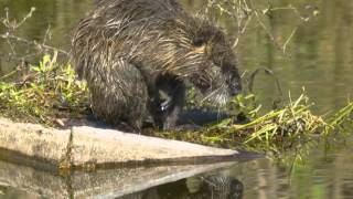 Coypu Nutria  Myocastor coypus [upl. by Attenaz967]