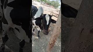 دیسی بیلyoutubeshorts animal cow [upl. by Refinej]