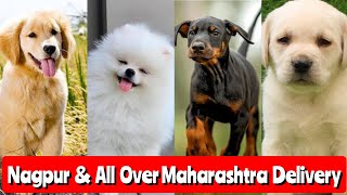 Dogs For Sale in Nagpur and all Over Maharashtra Delivery 🚚 Home Breed Puppies [upl. by Akeenat977]