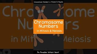 Chromosome Numbers in Mitosis amp Meiosis  Amoeba Sisters Shorts [upl. by Sirod]