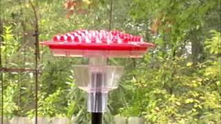 New Hummingbird feeder by Love My Birdscom [upl. by Aremmat120]