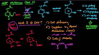 APAP Metabolism part 2 [upl. by Analaf853]