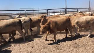 Charolais X Heifers For Sale  311020 [upl. by Kazmirci157]