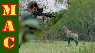 Nilgai Hunt in South Texas with FLIR Warning Kill Shot Shown [upl. by Herries668]