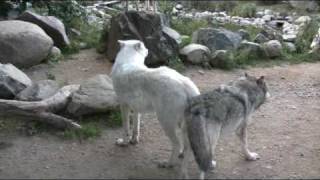 WC Video  22 September 2009  Wolf Exhibits are sensitive to noise and disturbance [upl. by Demah]