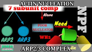 Actin Nucleation By ARP23 Complex  ARP23 Mediated Actin Nucleation  Actin Binding Proteins [upl. by Neyuh640]