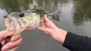 HUGE BASS CAUGHT AT LOADED BASS POND [upl. by Odeen]